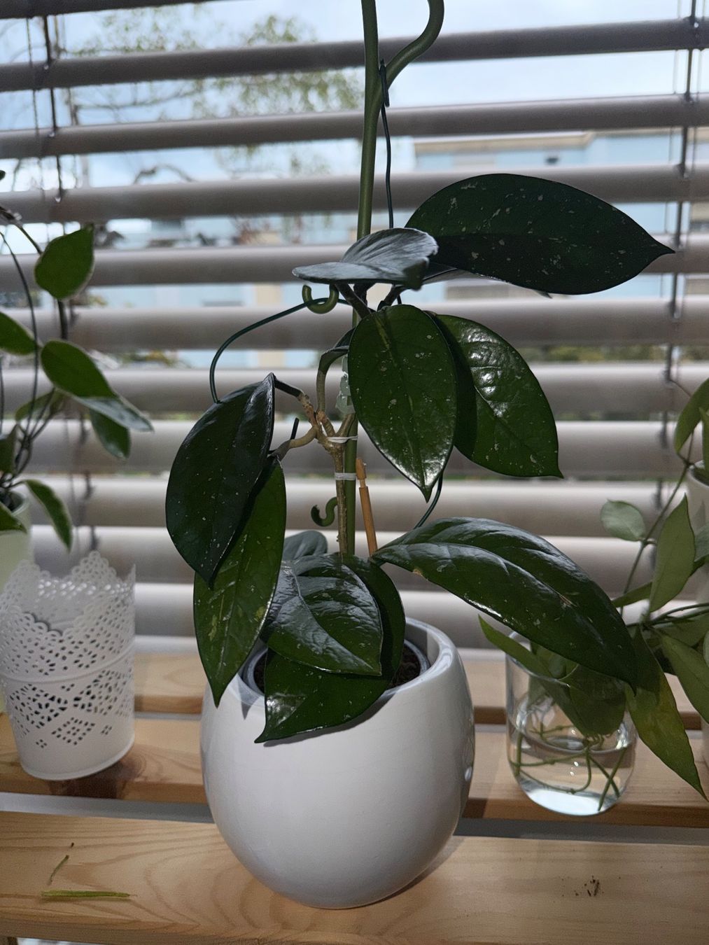 Plantes & graines: VENDU ! Hoya Carnosa 1 pied #4 – D'occasion à Spiez par Lunelu 3