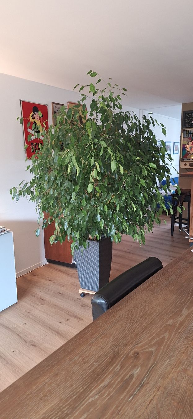 Pflanzen & Samen: Ficus Benjamini Pflanze mit Topf – Gebraucht aus Unterengstringen von Cimetta 2