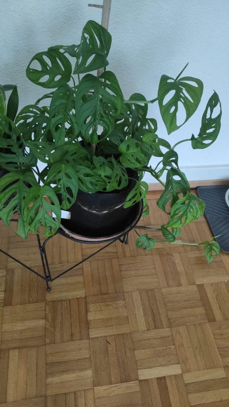 Pflanzen & Samen: Boutures de Monstera Monkey – Neu (gemäss Beschreibung) aus Vevey von con_dwl8 2