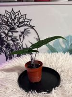 Alocasia Sabrina Narrow #3
