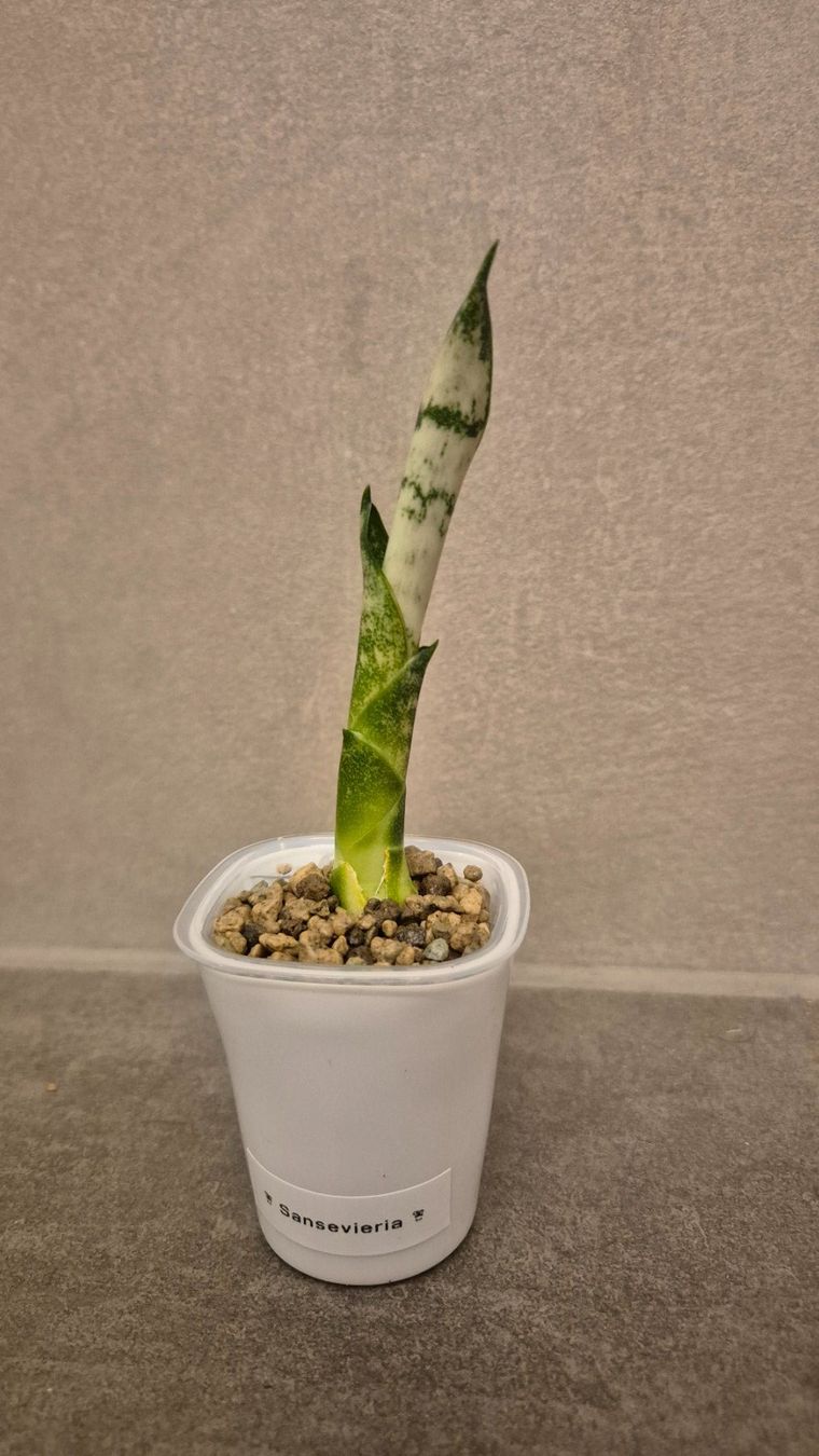 Pflanzen & Samen: 🌿Sansevieria🌿 – Neu (gemäss Beschreibung) aus Dürrenäsch von Tina_2023 1