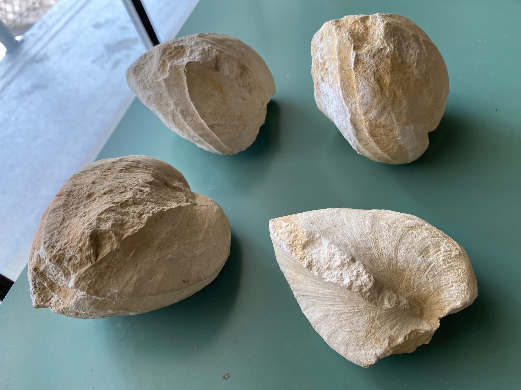 Fossili: Fossile Muscheln – Usato da Liestal venduto da Stephanoceras1 2