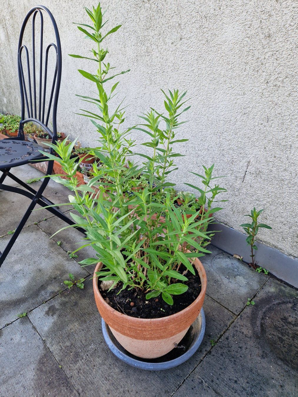 Piante & sementi: Balkon-/Gartenpflanze: Blutweiderich – Usato da Münchenbuchsee venduto da Aare22 7