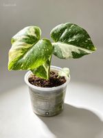 Monstera Thai Constellation