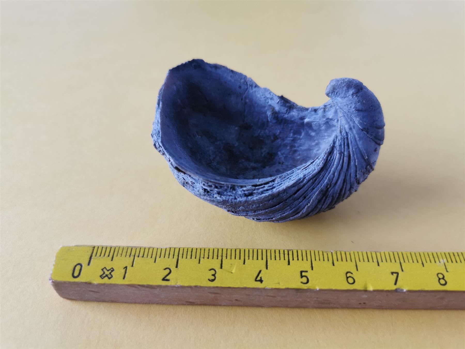 Fossili: Gryphaea arcuata als Geschenk – Usato da Olten venduto da smiples 2