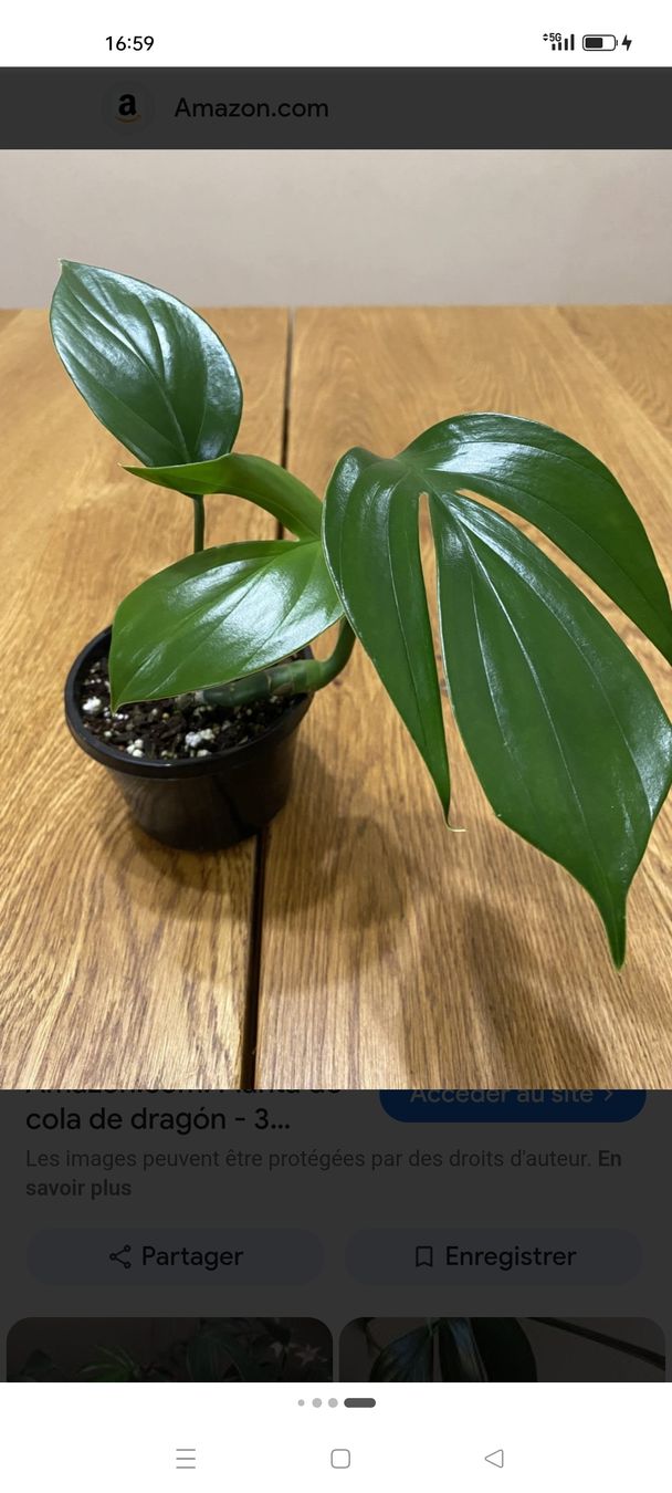 Piante & sementi: monstera decruciva (queue de 🐉) – Nuovo (secondo la descrizione) da St-Aubin-Sauges venduto da may_2yrv 3