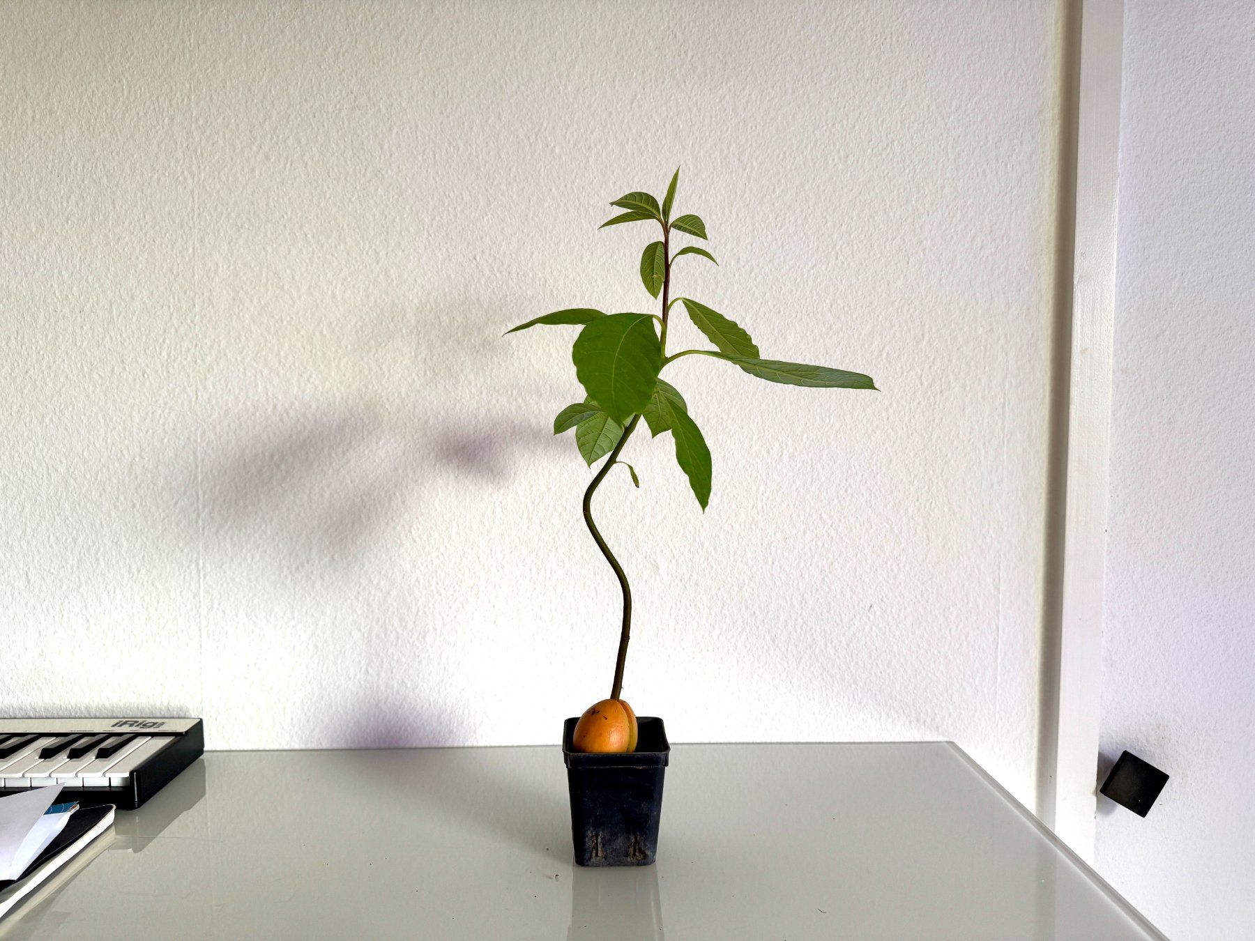 Piante & sementi: Avocado Baum (jungpflanze) – Usato da Schlieren venduto da Edgar_k
