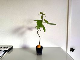 Avocado Baum (jungpflanze)