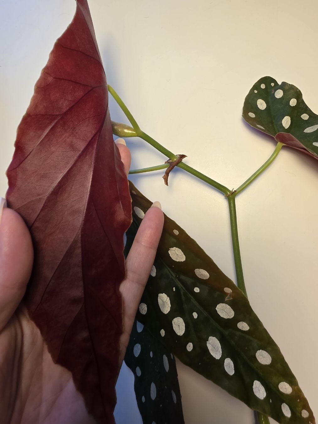 Piante & sementi: Begonia maculata Stecklinge – Usato da Kriegstetten venduto da son_c5nh 3