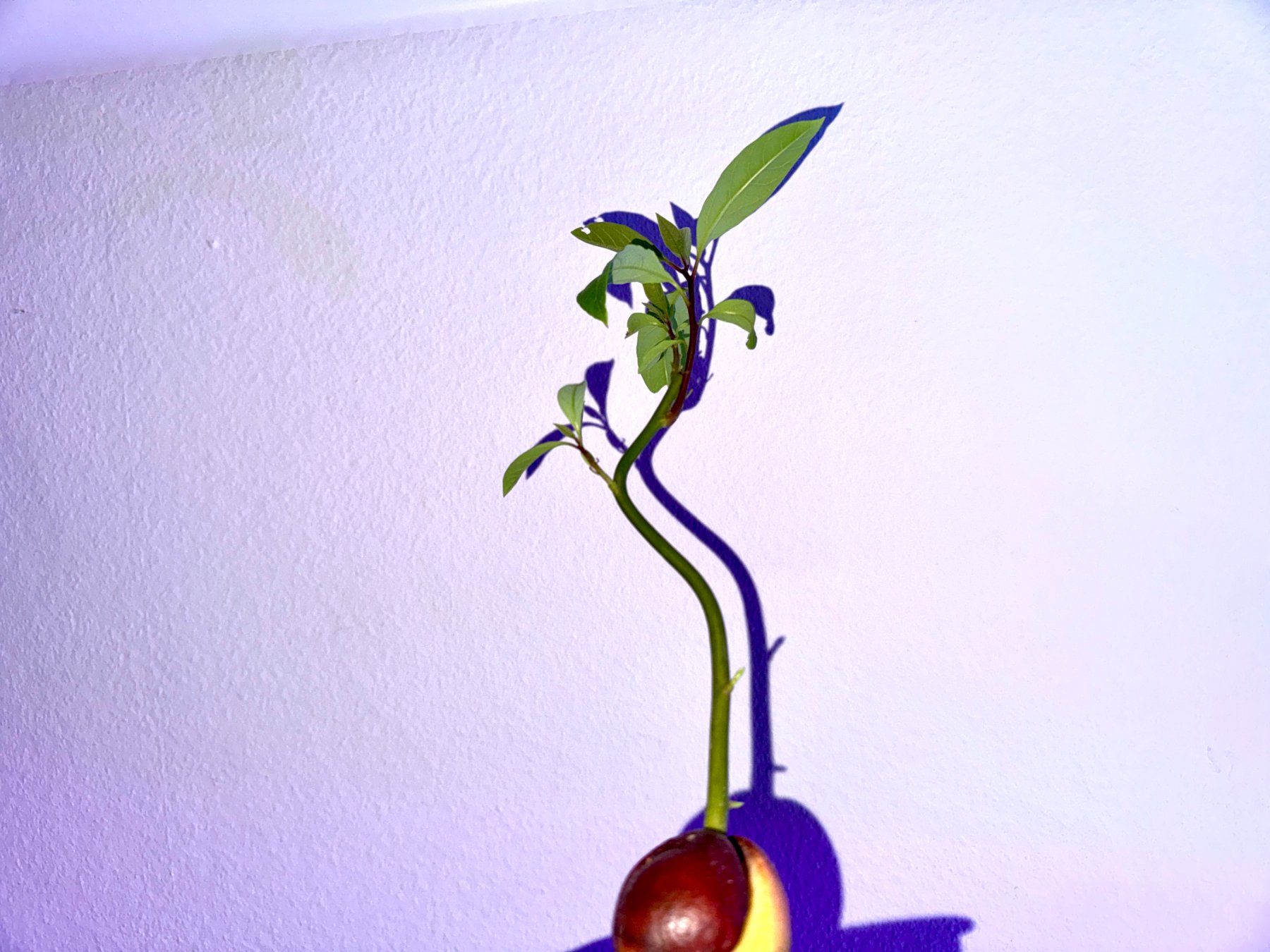 Piante & sementi: Avocado Baum (jungpflanze) – Usato da Schlieren venduto da Edgar_k 3