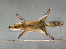 Schweizer Rotfuchs Fuchsfell „neuwertig“ NR6