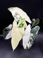 Alocasia micholitziana Frydek Albo Variegata (2-5)