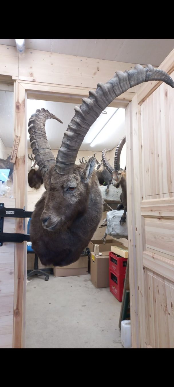 Welt der Tiere: Steinbock – Neu (gemäss Beschreibung) aus Mollis von Resel1985