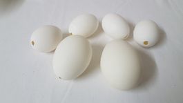 ausgeblasene Gänse- / Hühner Eier