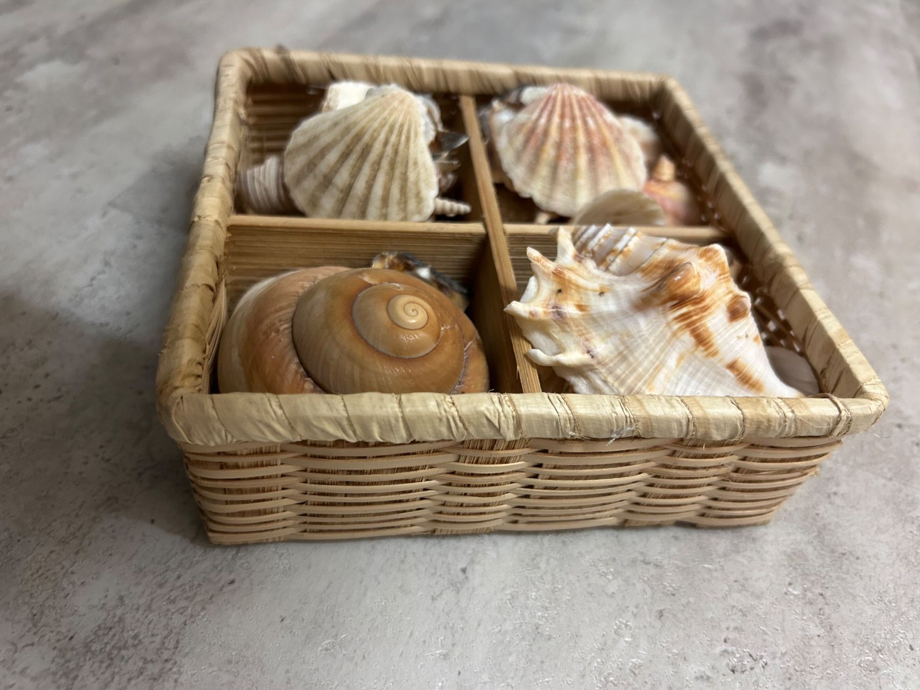 Tutte le decorazioni: Muscheln Dekoration – Nuovo (secondo la descrizione) da Genève venduto da sunandwind 1