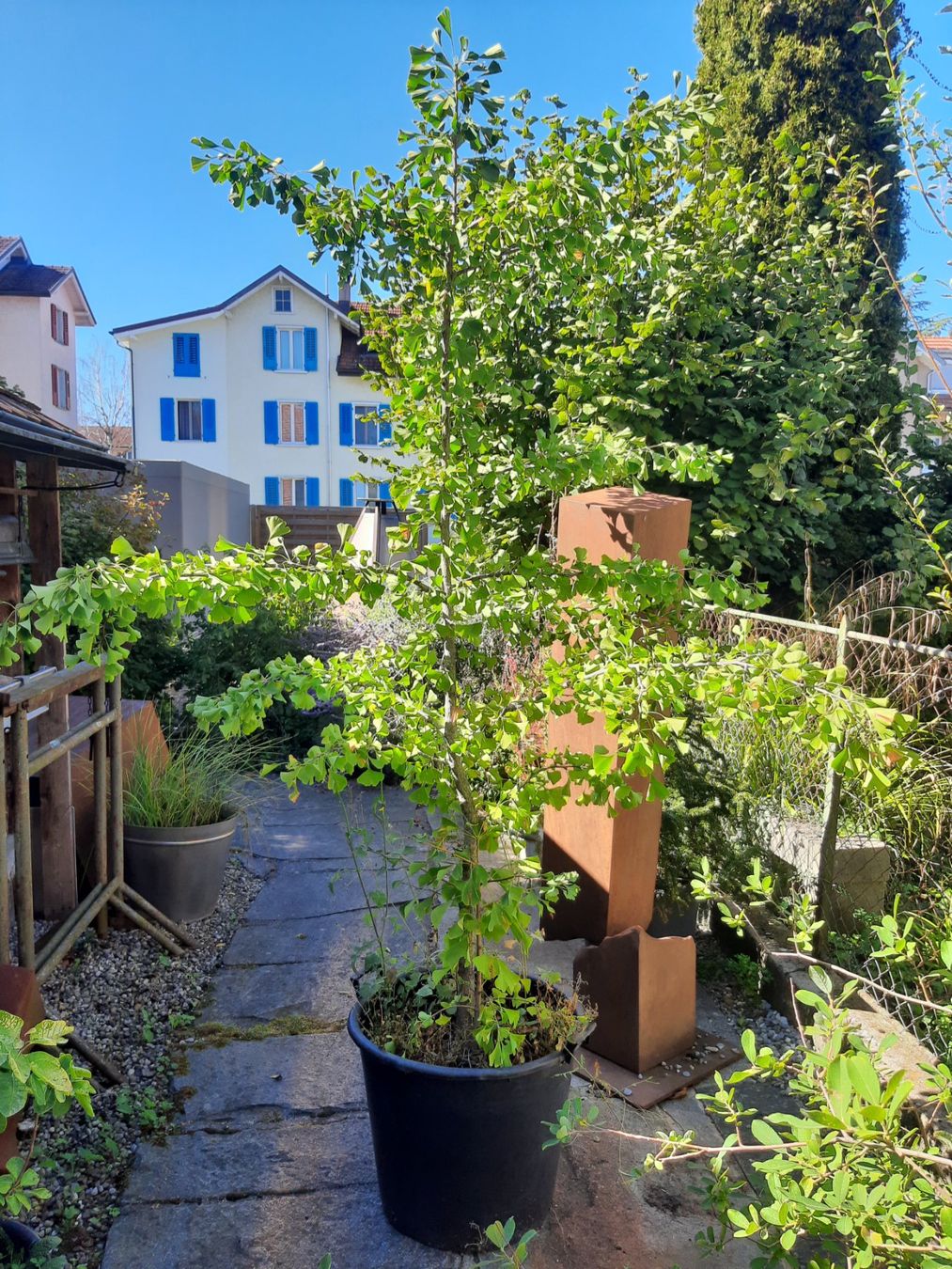 Pflanzen & Samen: Ginko – Gebraucht aus Arbon von torso444