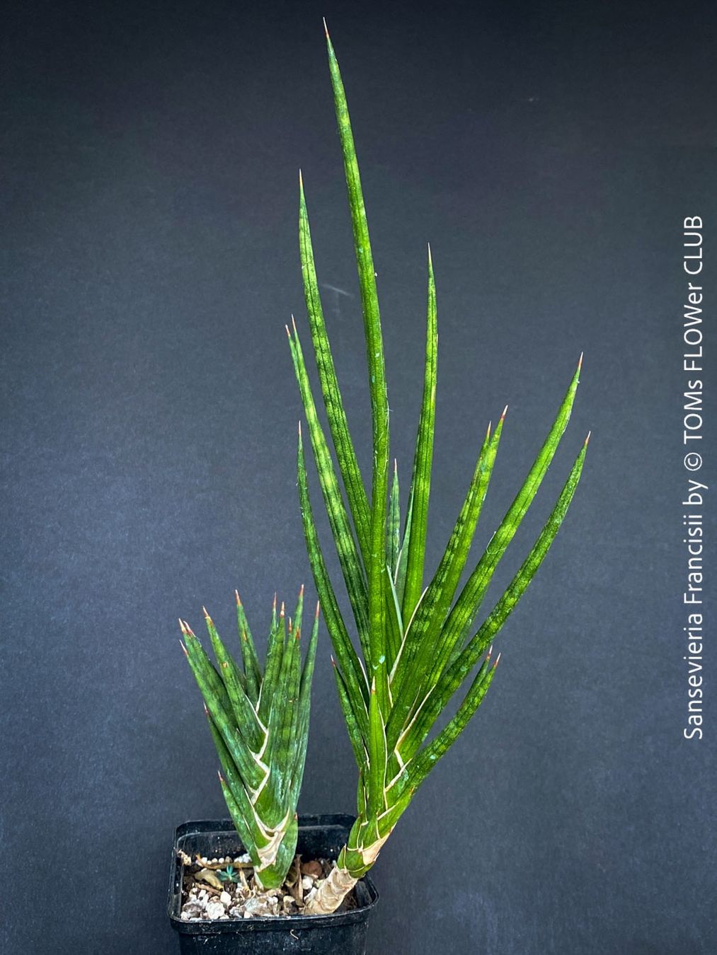 Piante & sementi: Sansevieria Francisii 1+1 - einzigartig schön - oder? – Nuovo e nell'imballaggio originale da Adliswil venduto da astom369 5