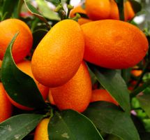 10 Kumquat-Samen “CITRUS JAPONICA” + Anweisungen zum Keimen
