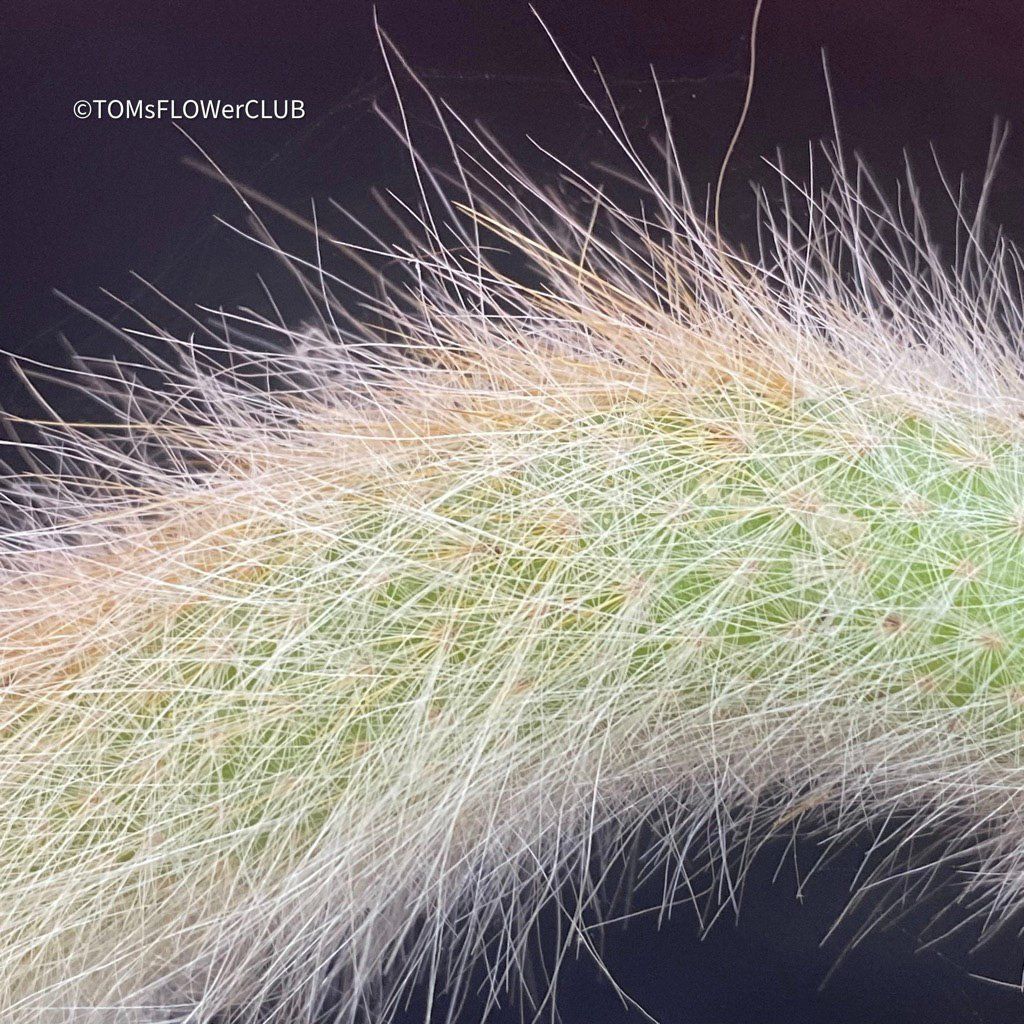 Pflanzen & Samen: Cleistocactus Colademononis - Affenschwanzkaktus rot blühend – Neu und originalverpackt aus Adliswil von astom369 7