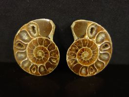 Versteinerter Fisch Fossil AMMONIT CEONICERAS MADAGASKAR