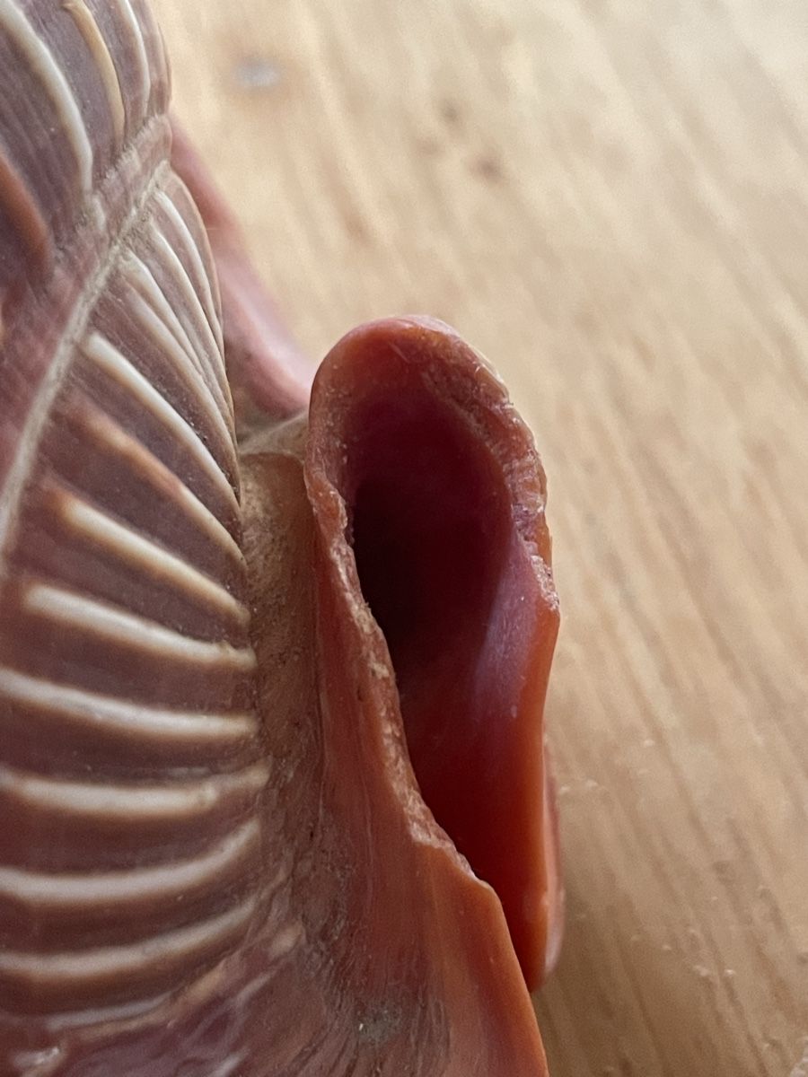 Fossili: Schnecke (Muschel) Cassis rufa – Usato da Basel venduto da Konix 6