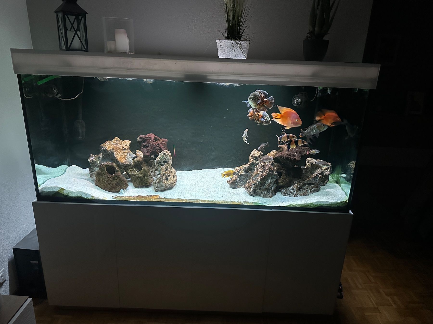 Acquari: Aquarium XXL 810L Complet + Fluval FX6 & Eheim – Usato da Conthey venduto da YvesLoo