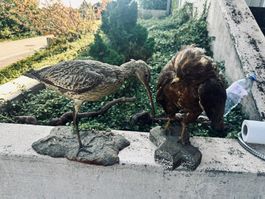 Präparate Vögel 2 Stk. gebraucht