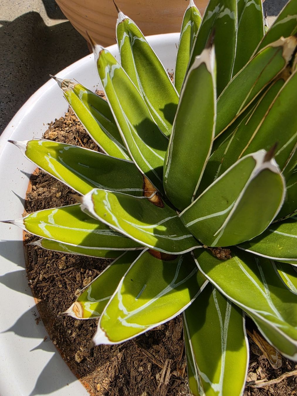 Pflanzen & Samen: Agave – Gebraucht aus Jegenstorf von matrix2012 3