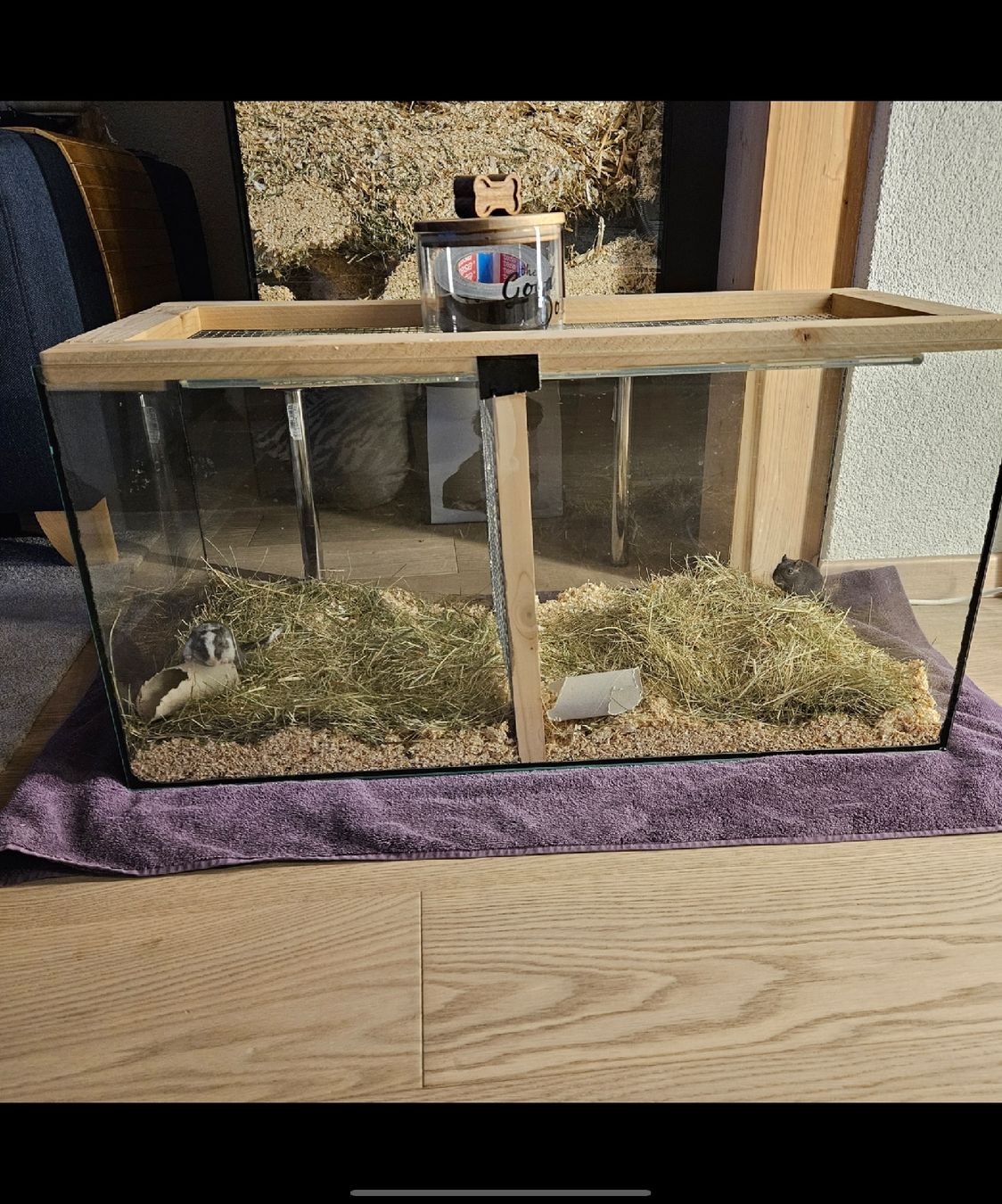 Terrario: Vergesellschaftungs Terrarium – Usato da Rüschlikon venduto da niwa 3