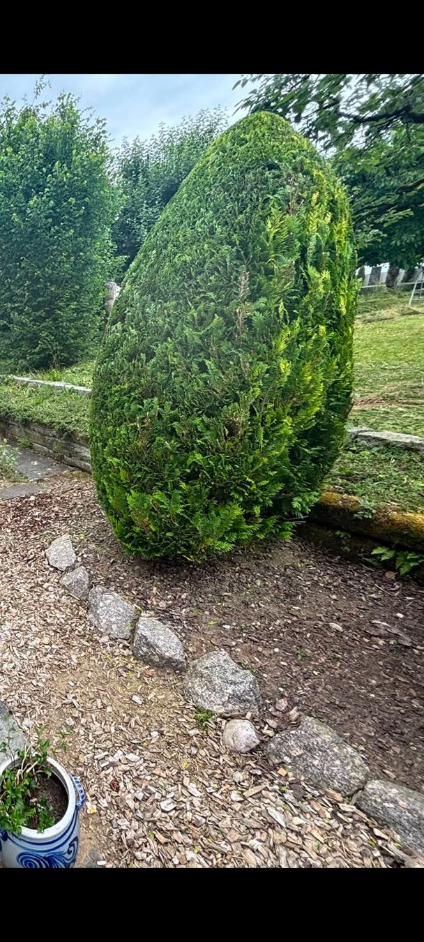 Piante & sementi: Thuja Lebensbaum Pflanze 2 Stück – Usato da Hendschiken venduto da jan_kz26