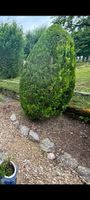 Thuja Lebensbaum Pflanze 2 Stück
