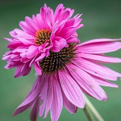 Piante & sementi: 15 Samen  Echinacea SUPER DUPER – Nuovo (secondo la descrizione) da Ehrendingen venduto da VerveinaSamen 4