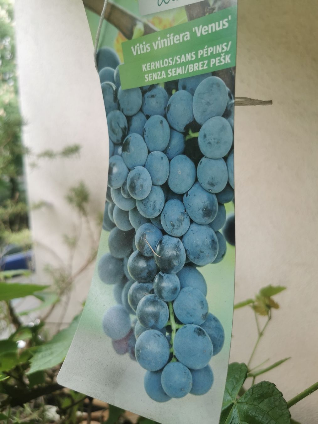 Piante & sementi: Weinstock kernlos – Usato da Basel venduto da saurer77 3