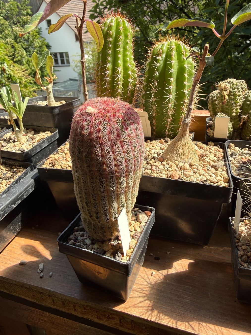 Pflanzen & Samen: Echinocereus rigidissimus – Gebraucht aus Rorbas von SimS0n 3
