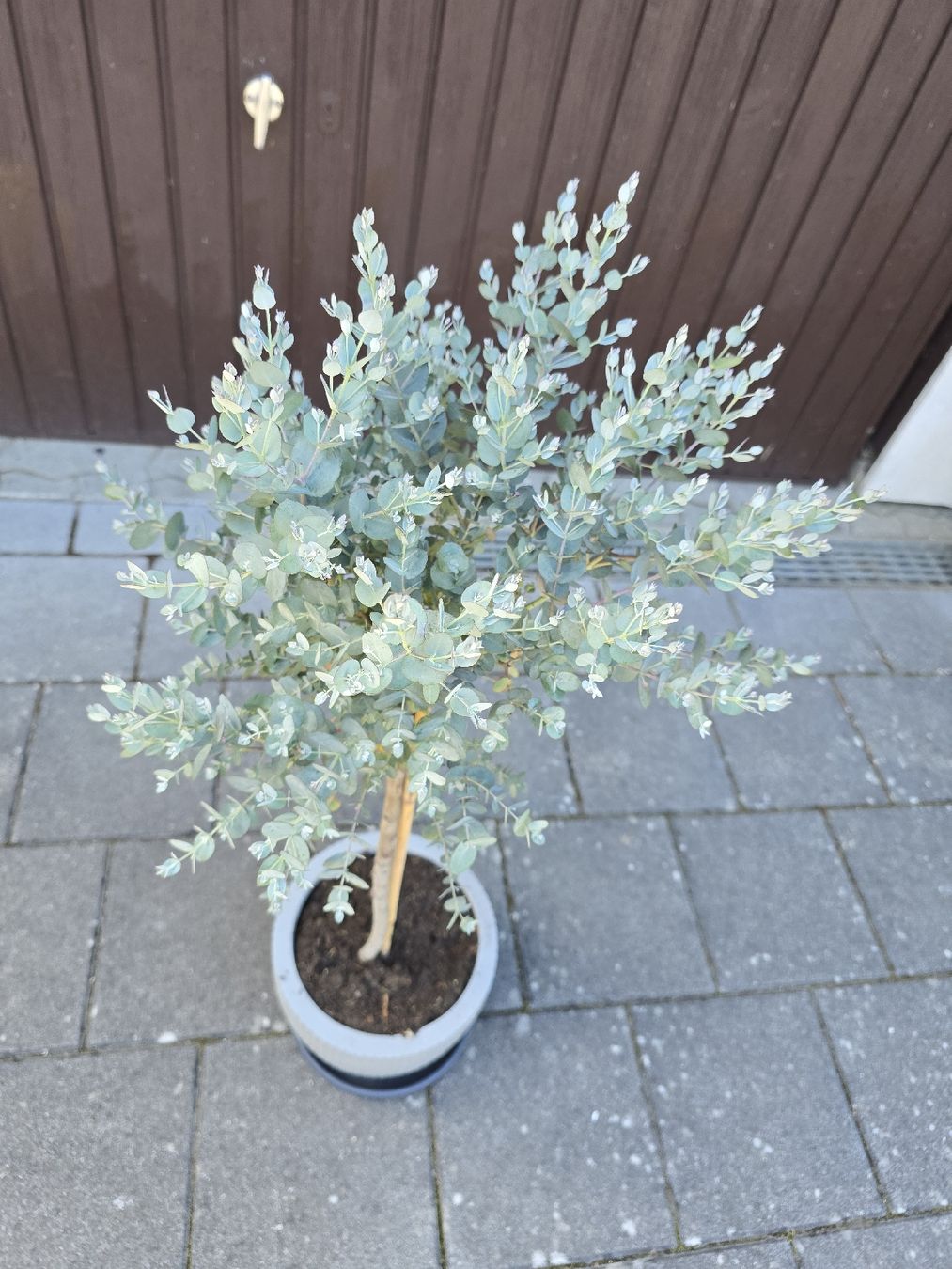 Piante & sementi: Eukalyptus-Bäumchen im Topf – Nuovo (secondo la descrizione) da Aarburg venduto da popkorn65