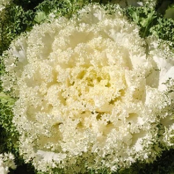 Pflanzen & Samen: 15 Samen Ornamentalkohl White Kamome – Neu (gemäss Beschreibung) aus Ehrendingen von VerveinaSamen