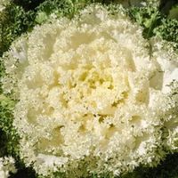 15 Samen Ornamentalkohl White Kamome