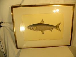 Originale Fisch-Lithographie (Felche) von Linné gerahmt