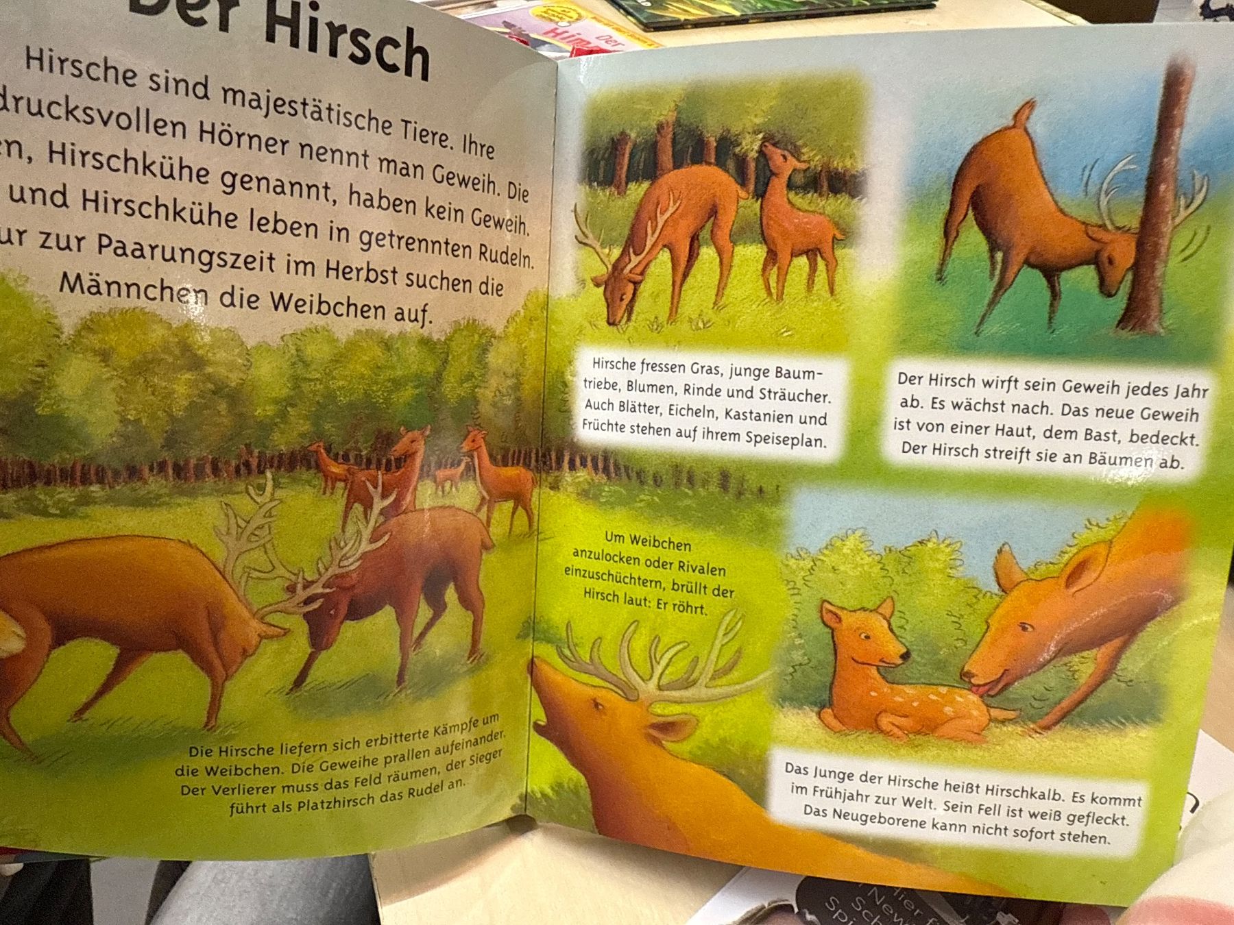 Libri: Neuwertiges Kinderbuch "Tiere des Waldes" mit tollen Bild... – Usato da Zürich venduto da Secondhand_Oerlikon 1