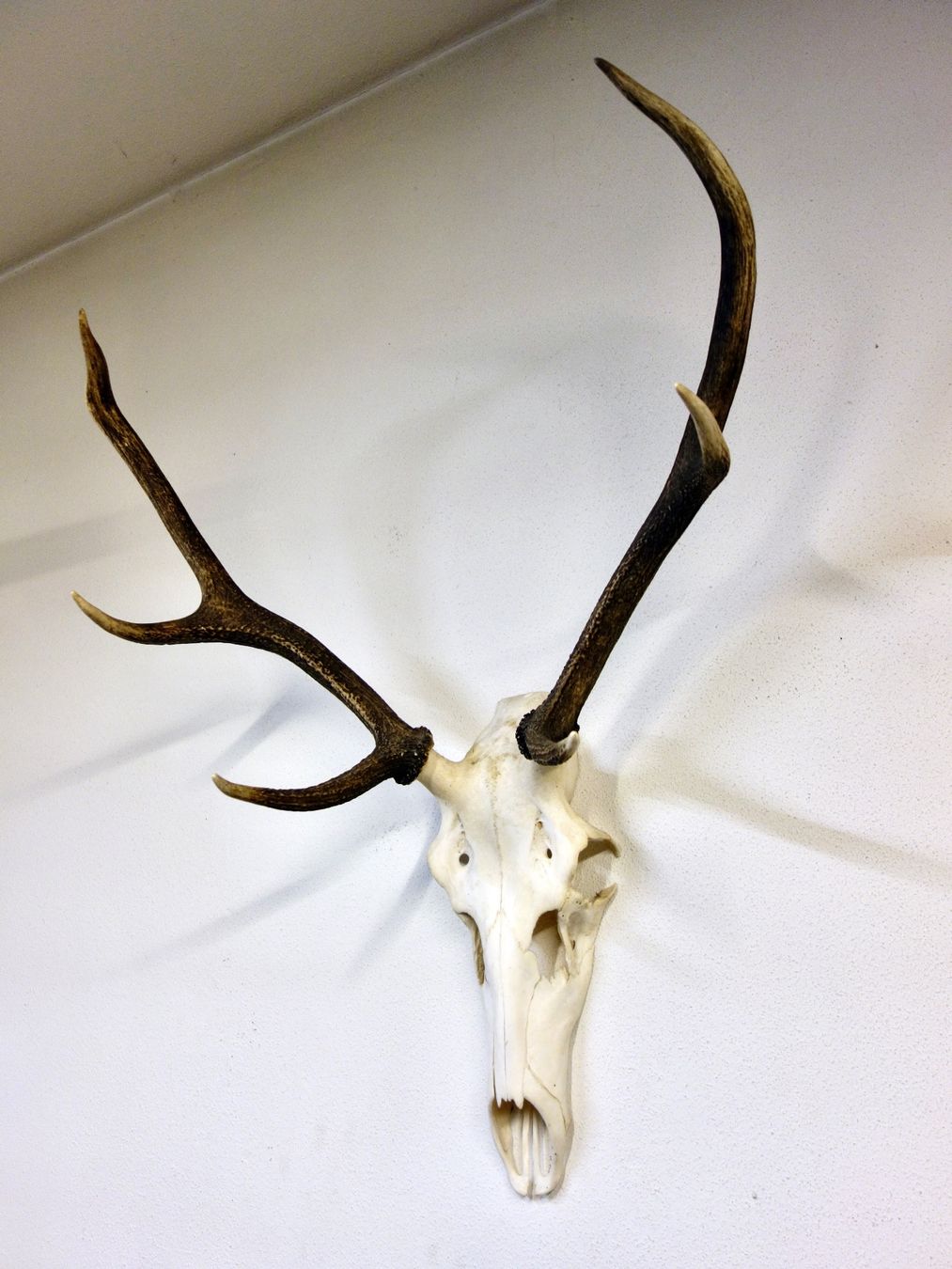 Altre raccolte & rarità: Hirschgeweih Trophäe Jagdtrophäe Deko Hirsch Geweih Schädel – Usato da Kerzers venduto da zimmergruen 1