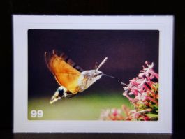 MIGROS MANIA Nature Detectives Nr. 99