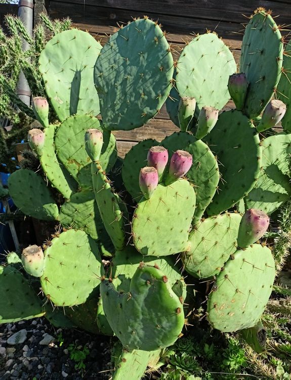 Opuntia orbiculata Seymour, Baylor County TX riesige Ohren Kaufen auf