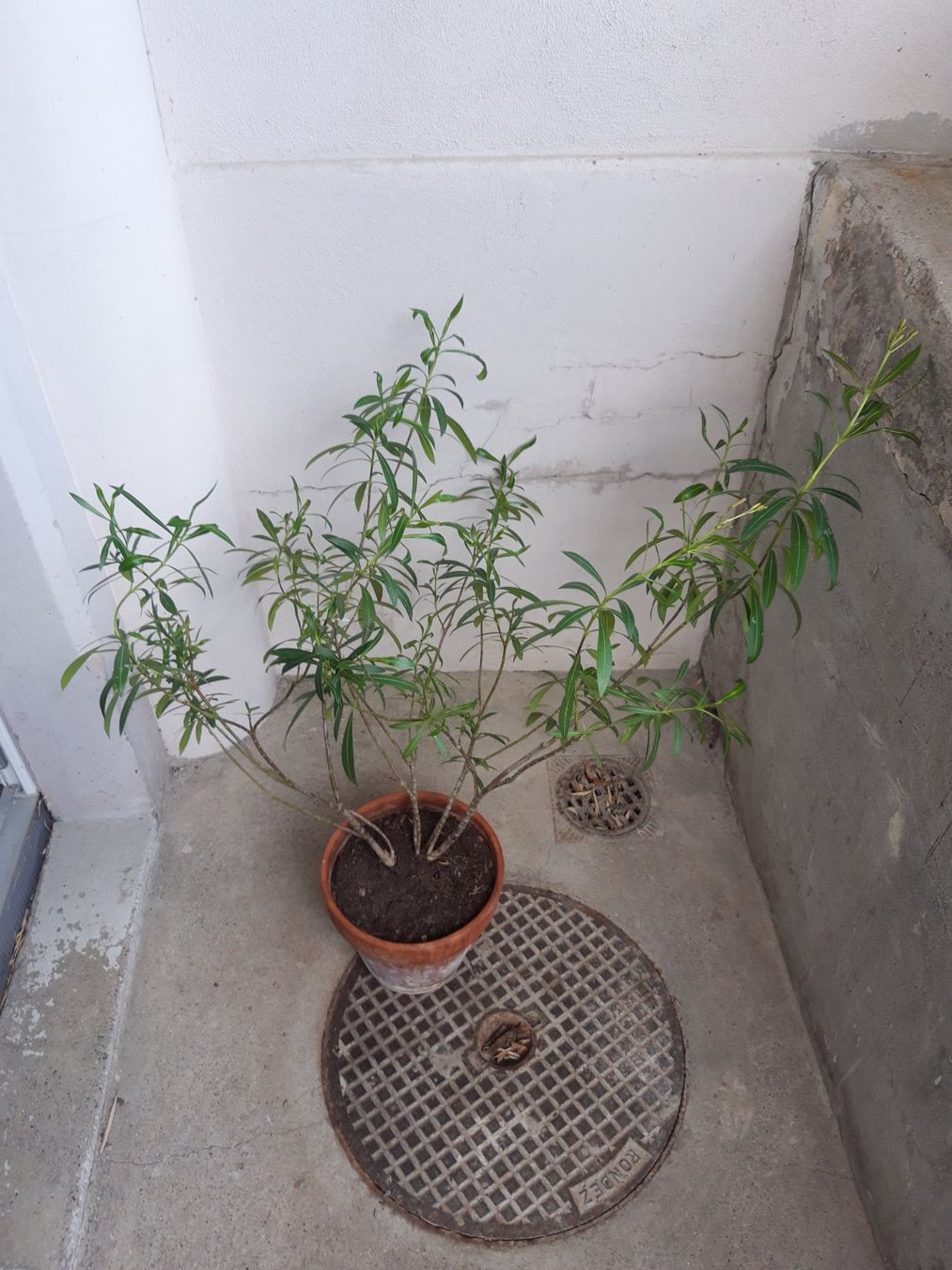 Piante & sementi: Oleander gross ohne Topf – Usato da Feuerthalen venduto da tanatha_st 1