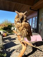 Waldohreule: Vogel Präparat