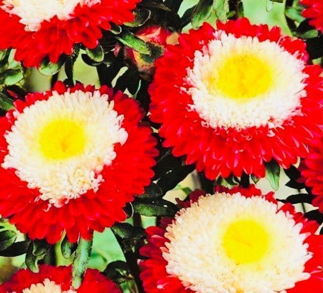 Piante & sementi: 50 SAMEN BLUME ASTERN POMPON – Nuovo e nell'imballaggio originale da Rovio venduto da POSITIFFARTandPLANTS 4