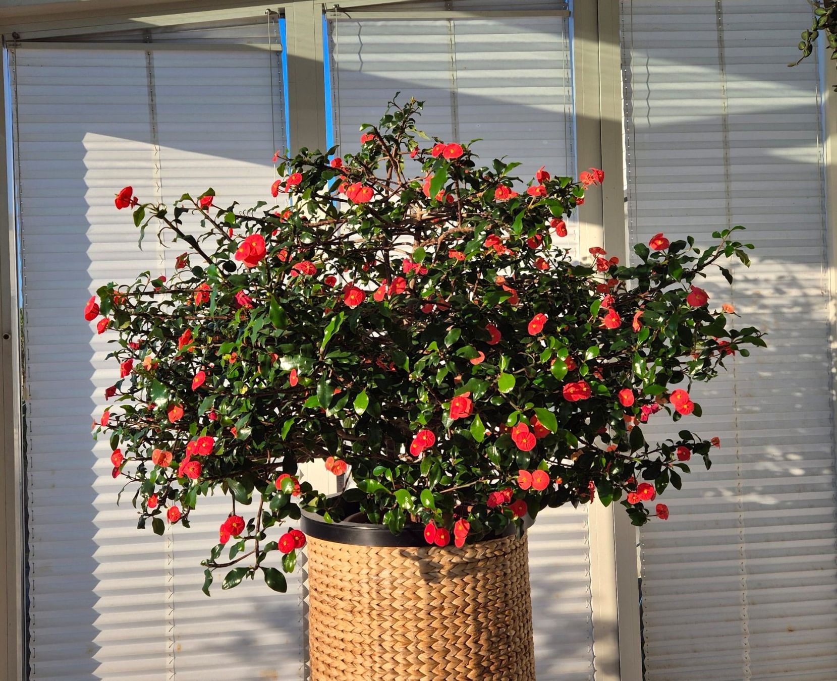 Piante & sementi: Euphorbia geroldii – Nuovo (secondo la descrizione) da Hünenberg venduto da Hans058