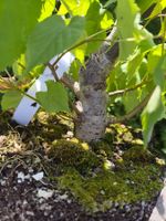 Bonsai Rohmaterial Winterlinde #1