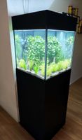 Modernes Aquarium mit Unterschrank und Bepflanzung, Unikat!