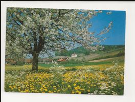 AK ca.1970 Oberstammheim (Zürich)