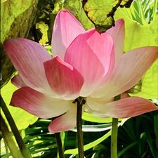 Profile image of Lilikoi-Ohana